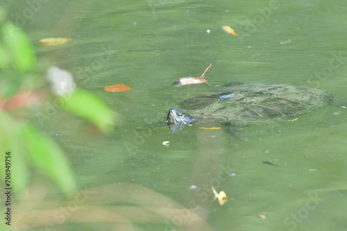Obraz na płótnie European pond turtle swims under the surface of the water in the pond w salonie