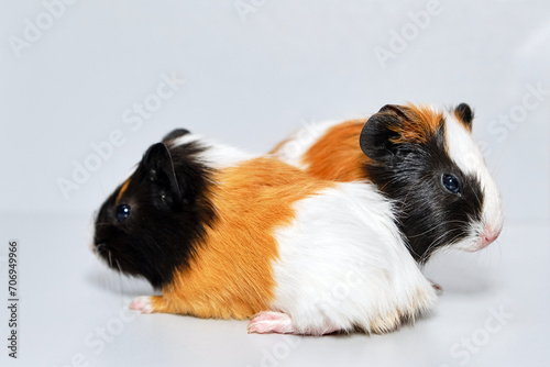 Closeup view of two cute small baby guinea pigs on white background.