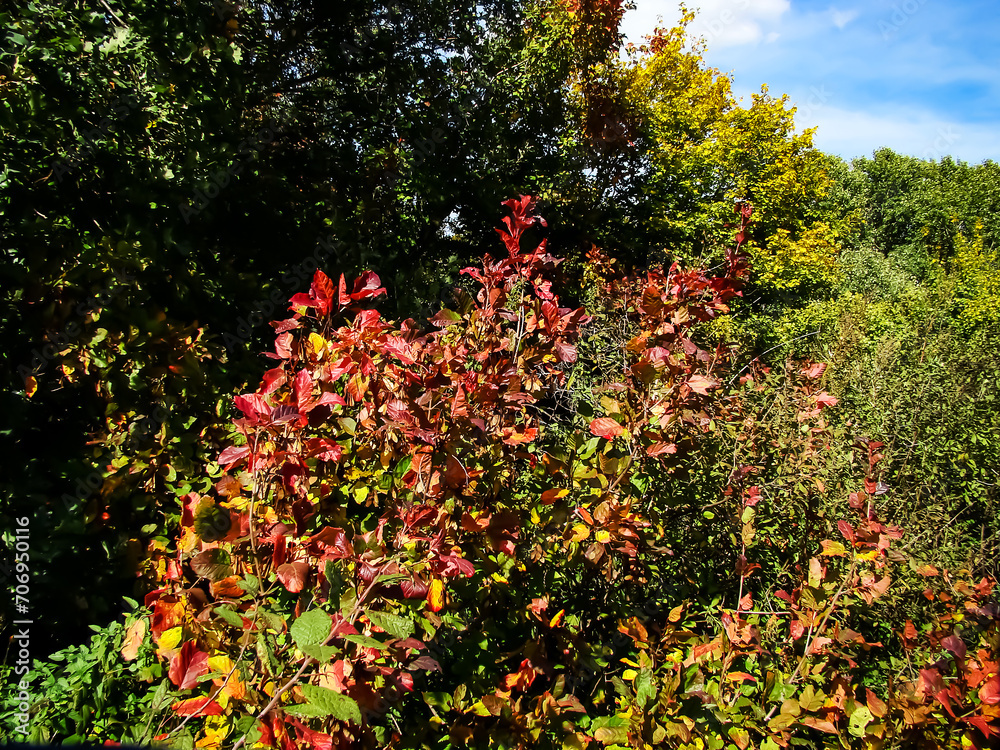 Red autumn leaves on the edge of the forest on a bright sunny day. Red autumn leaves on the edge of the forest on a bright sunny day.