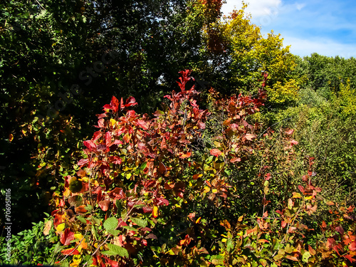 Red autumn leaves on the edge of the forest on a bright sunny day.