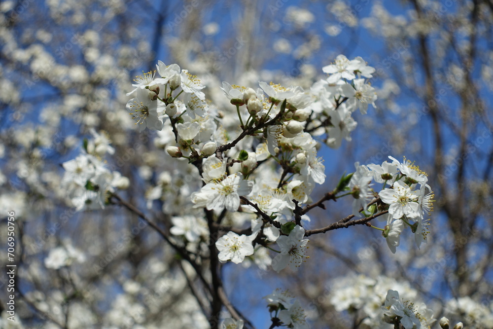 Black branch of blossoming plum tree against blue sky in mid March Black branch of blossoming plum tree against blue sky in mid March