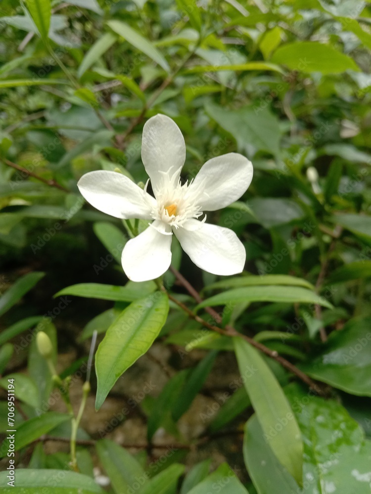 white flower in the forest white flower in the forest