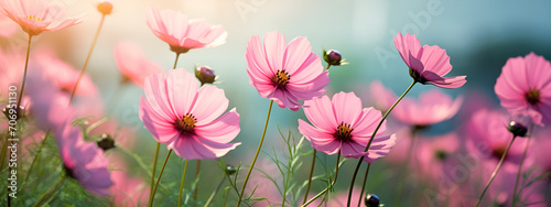Field of pink and white cosmos under a blue sky with scattered clouds © Maria