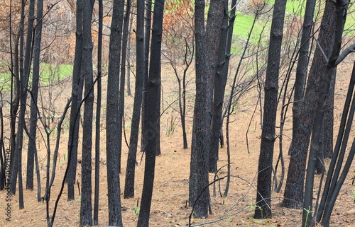 Forest after recent wildfire with burned tree trunks