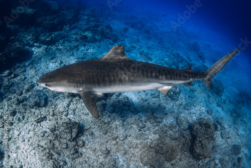 Tiger shark on deep in clear blue ocean. Diving with dangerous tiger sharks.