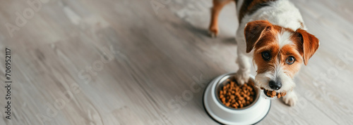 top view jack russell terrier eating from a bowl on a spacious wooden floor, banners with copyspace for text.