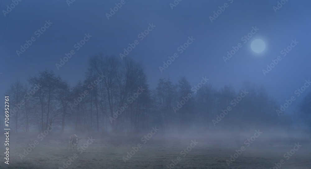 Fototapeta premium Früher nebliger Morgen