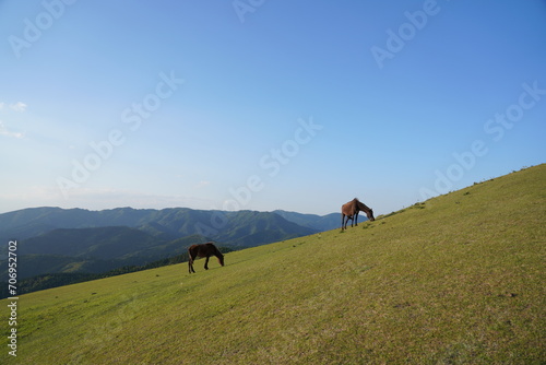 都井岬の大和馬toimisaki yamato horse