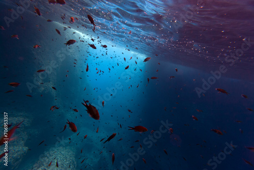 Fish Pont Del Petroli Minorca underwater group animal beauty uw dive art