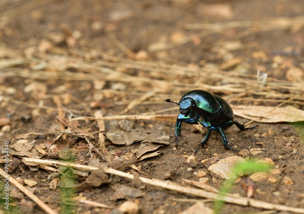 Macro of the dor beetle walking on the ground in the forest