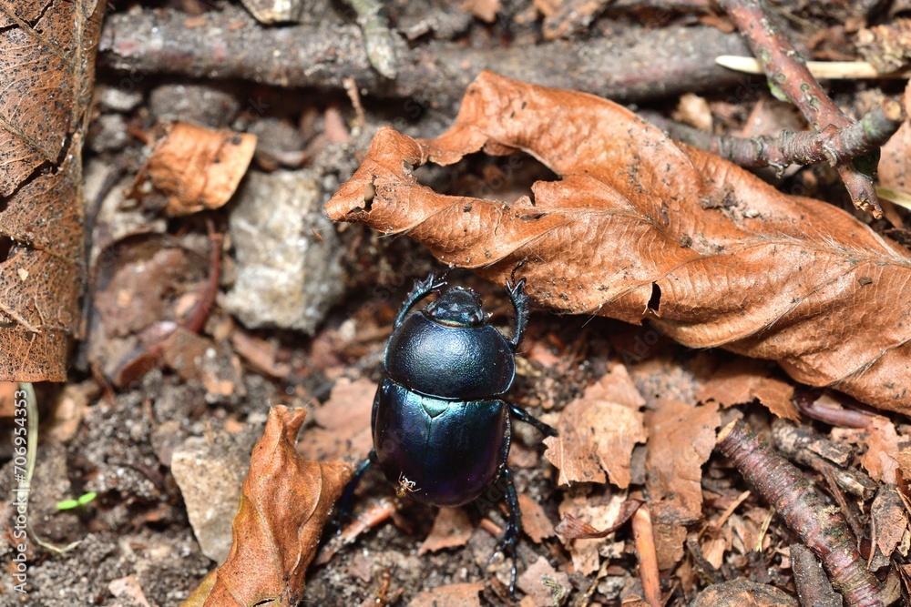 Macro photo of a dor beetle on a forest path with leaves