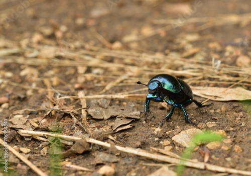 Obraz na płótnie Macro of the dor beetle walking on the ground in the forest w salonie