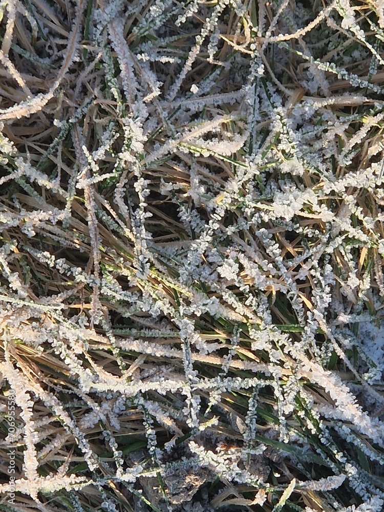 Eiskristalle bei Frost auf Gras und Laub 4