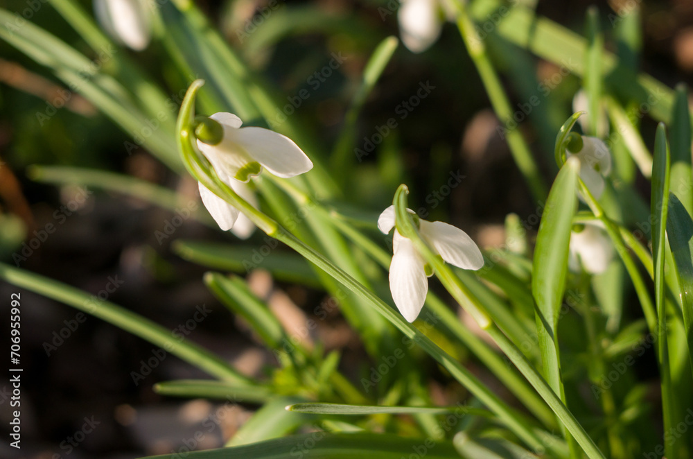 White snowdrop flowers in the forest in the bright sun sway in the wind White snowdrop flowers in the forest in the bright sun sway in the wind
