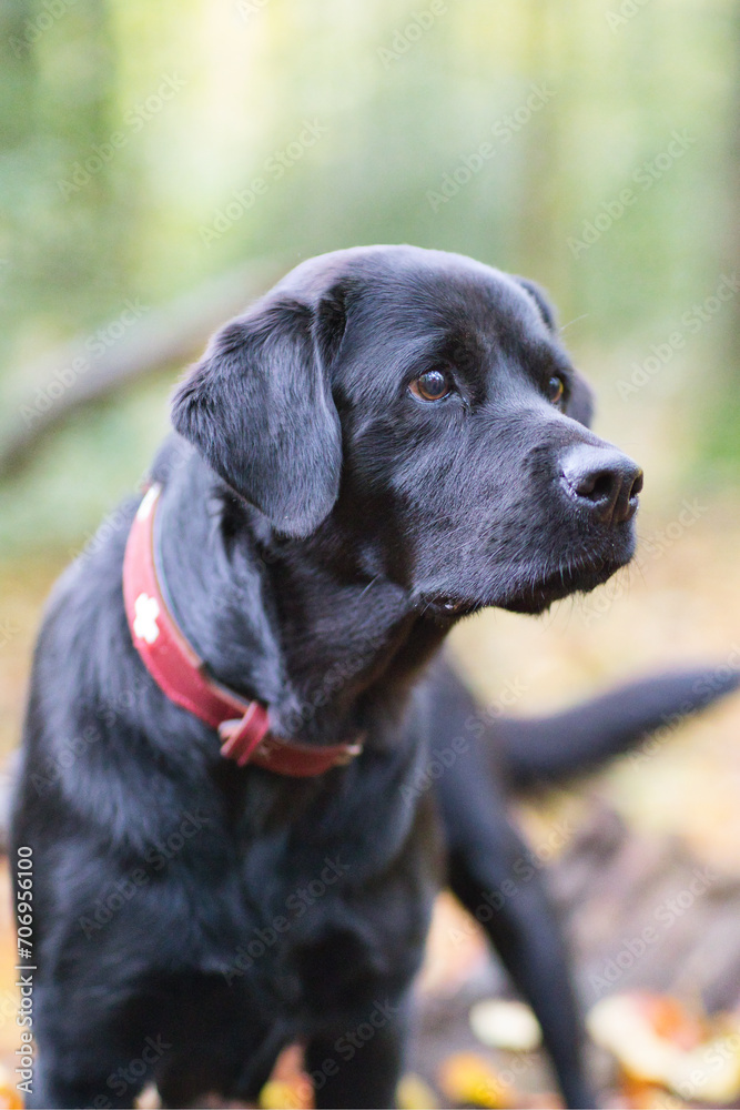 Black labrador retriever dog in the autumn forest. Selective focus.