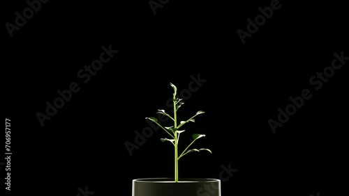 Time lapse of a blossoming plant on a black background