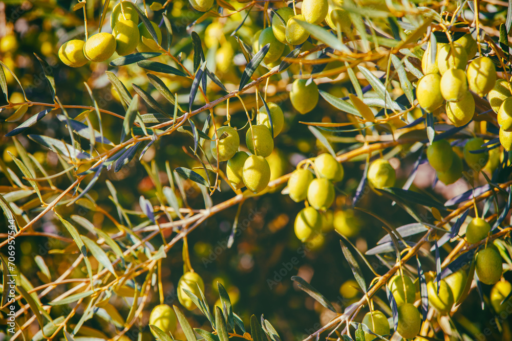 Olive branches with green olives. Nature background Olive branches with green olives. Nature background