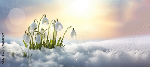 Spring awakening in the morning - White fresh snowdrops flower ( Galanthus ) in snow landscape