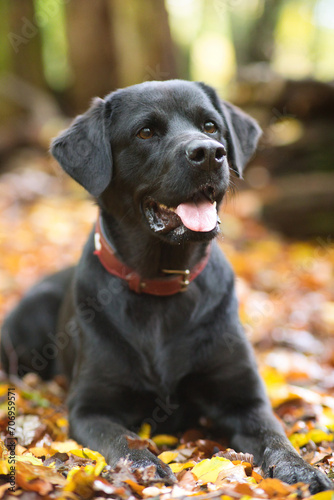 Black labrador retriever dog in the autumn forest. Selective focus.