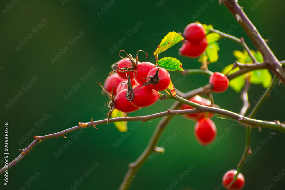 Wild rose red fruits on a branch, view in late September Wild rose red fruits on a branch, view in late September