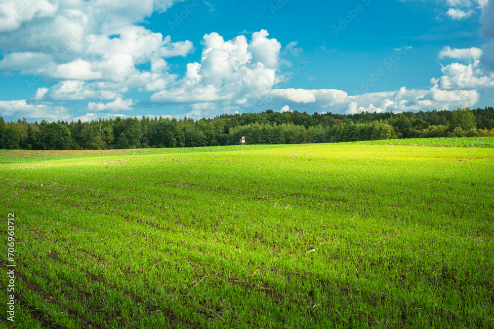 Naklejka premium Green farmland with forest on the horizon and white clouds in the sky