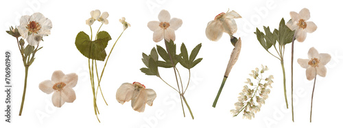 Set of Botanical Elegance - High-Resolution Scanned Anemones with Isolated Backdrop. Pressed Dried Flowers collection