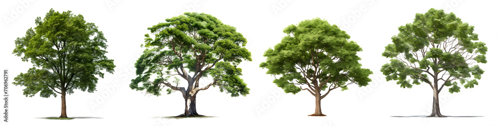 tree isolated on a transparent PNG background, white background, Generative Ai tree isolated on a transparent PNG background, white background, Generative Ai