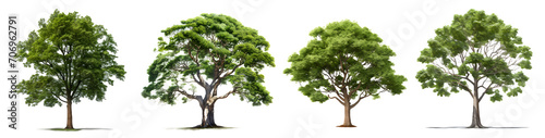 tree isolated on a transparent PNG background  white background  Generative Ai