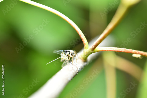 A jumping spider sits on a branch. In its paws the spider holds the aphids it has caught. photo