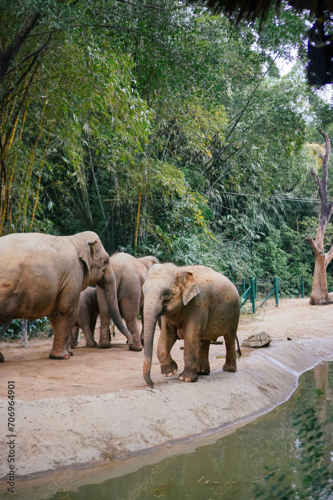 Fototapeta premium safari park wild animals attraction