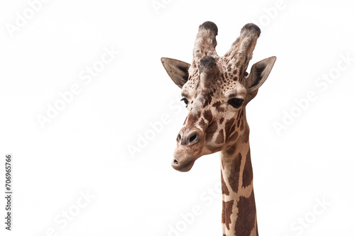 giraffe isolated on white © Saartje