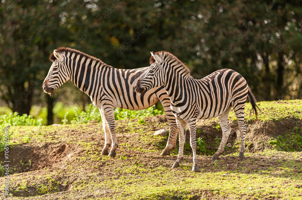 zebra zebra