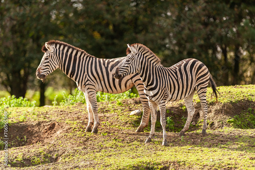 zebra