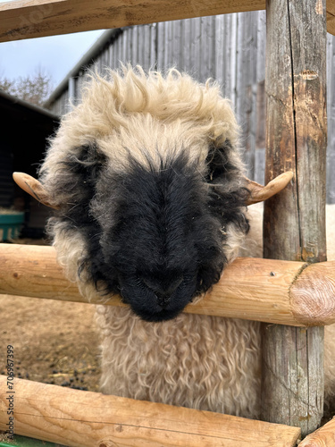 Valais blacknose sheep in barn