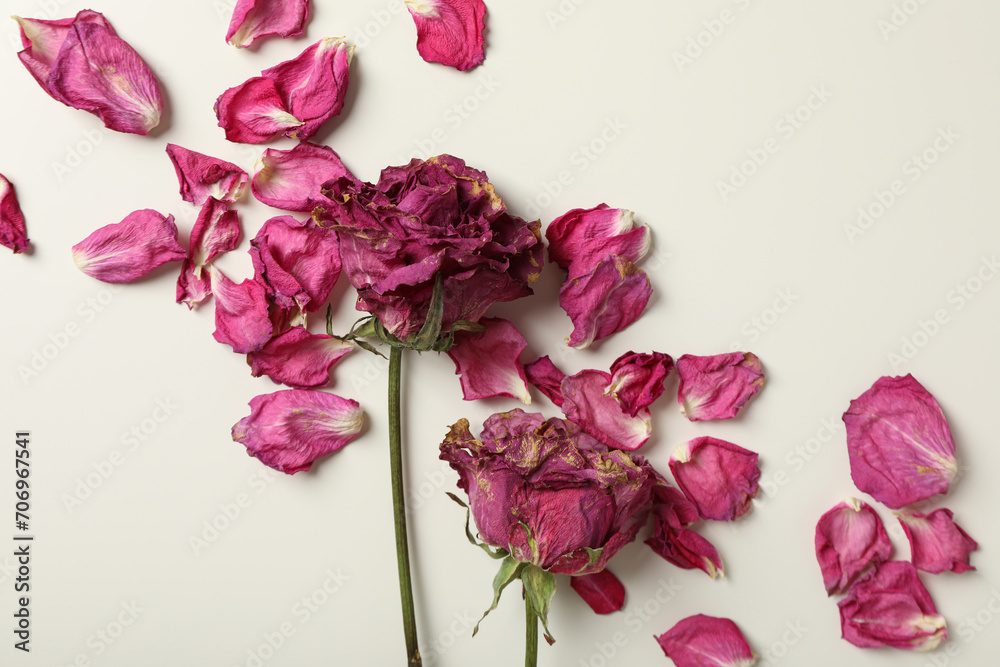 Dried roses and pink petals on white background, top view Dried roses and pink petals on white background, top view