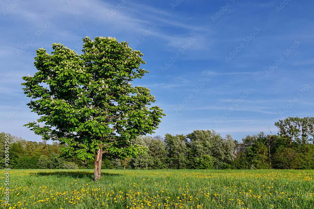 Obraz premium spring flowers