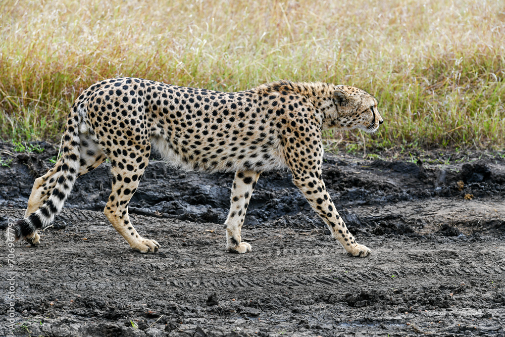 Obraz premium cheetah in the vast wilderness of Africa