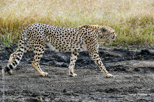 cheetah  in the vast wilderness of Africa