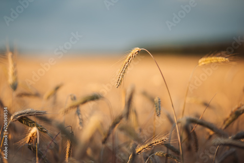 Bright evening photo of ripe wheat spikelets in agricultural field. Field of bread in the evening, ripe rye ready for harvest photo