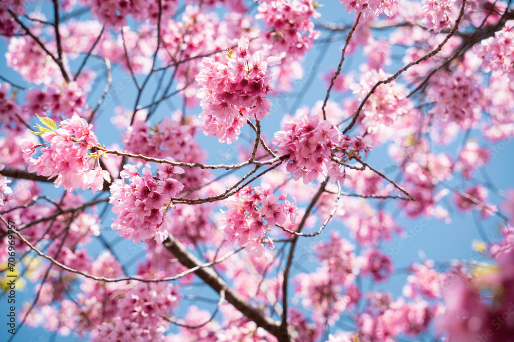 綺麗な河津桜