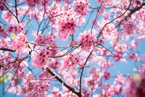 綺麗な河津桜