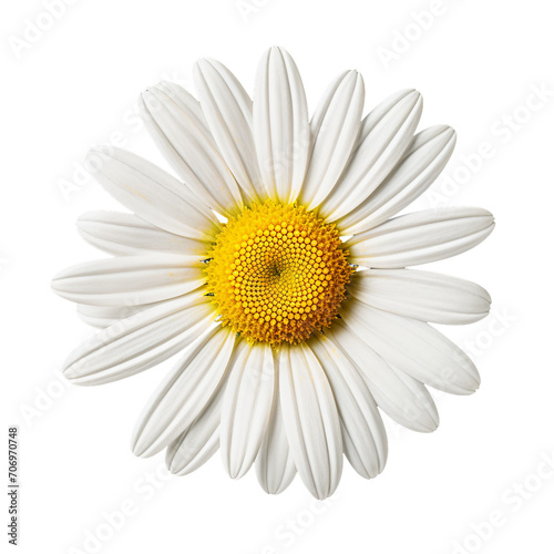 Daisy flower on a transparent background  PNG 1