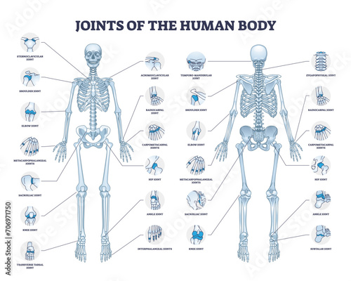 Joints of human body with all medical parts collection in outline diagram, transparent background. Labeled educational scheme with skeleton and bone connection points location illustration.