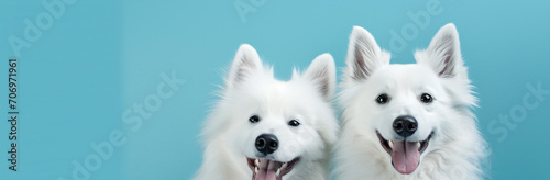 Two smiling huskie dogs at a blue background, in the style of minimal retouching, white and aquamarine, cinestill 50d, happycore, 3840x2160, playful still lifes, charming characters   © Possibility Pages