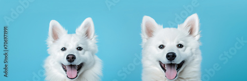 Two smiling huskie dogs at a blue background, in the style of minimal retouching, white and aquamarine, cinestill 50d, happycore, 3840x2160, playful still lifes, charming characters   © Possibility Pages