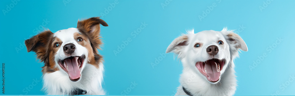 Two smiling huskie dogs at a blue background, in the style of minimal retouching, white and aquamarine, cinestill 50d, happycore, 3840x2160, playful still lifes, charming characters

