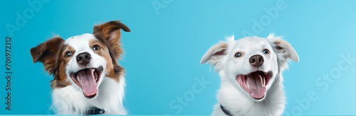 Two smiling huskie dogs at a blue background, in the style of minimal retouching, white and aquamarine, cinestill 50d, happycore, 3840x2160, playful still lifes, charming characters

