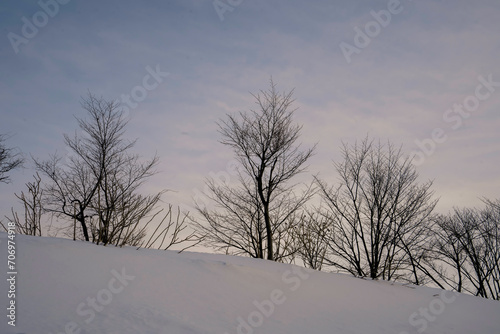 雪と枯れ木