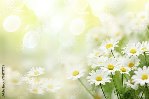 White, wildflowers, daisies. Summer, spring background. template, blank