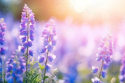 field ofLupin Meadow wildflowers. Summer, spring background. Blank, template. lavender